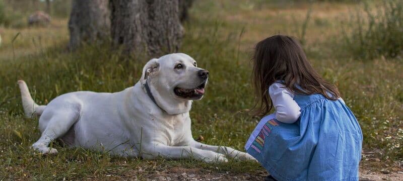 Schul- und Therapiehund